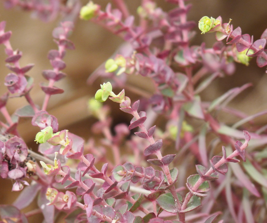 Euphorbia segetalis / Euforbia delle messi